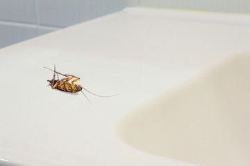Dead cockroaches in bathroom.
