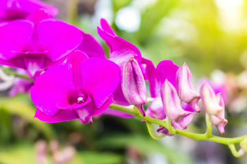 Purple orchids in garden, beautiful of violet flowers with Selec