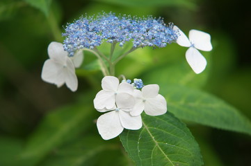 紫陽花