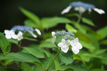 紫陽花