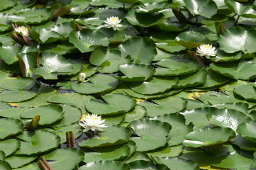 水蓮