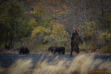Alaskan Grizzly standing up with 3 young cubs close by.