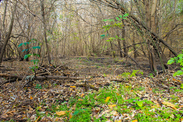 Deciduous forest on autumn