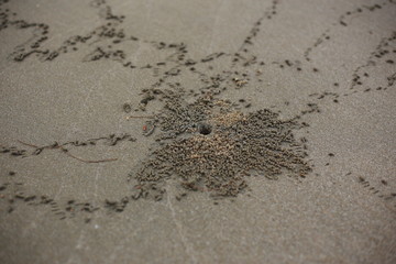 True crabs on the beach