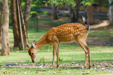 Deer,animal,wildlife.