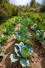 Rows of cabbage in the garden