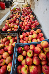 Homegrown apples in crates