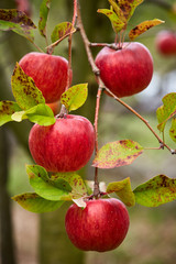 Closeup of red apples on branches