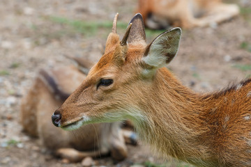 Deer,animal,wildlife.