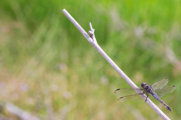 dragonfly