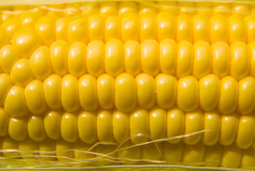 The seeds  fruit of the corn closeup.