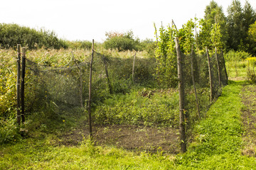 Obraz premium Small fenced garden