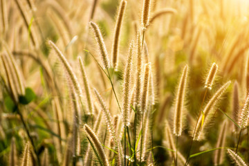 wild grass in the nature.