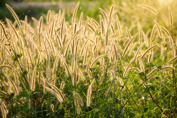 Obraz premium wild grass in the nature.