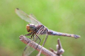 dragonfly