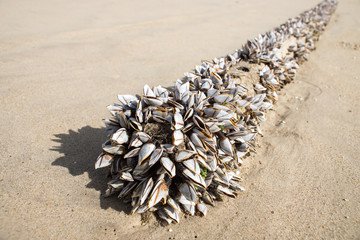 Gooseneck barnacles