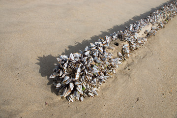 Gooseneck barnacles