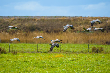 Obraz na płótnie Canvas Sandhill Cranes in flight in their resting place of Central California