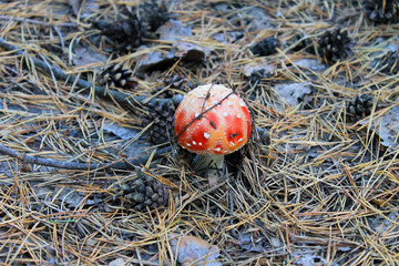 Red mushroom (Amanita Muscaria, Fly Ageric, Fly Amanita) in forest