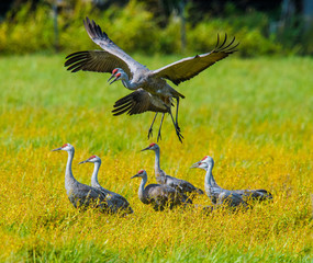 Fototapeta premium Sandhill Cranes dancing and frolicking in yellow flower fields
