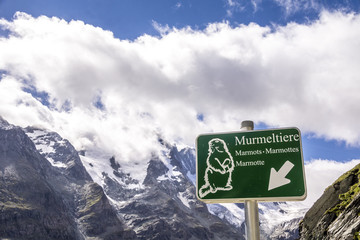 Murmeltiere im Hochgebirge