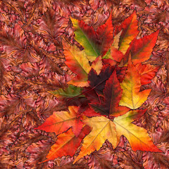 seamless background pattern texture made of maple leaves