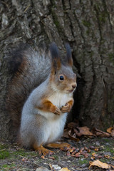 squirrel on a tree