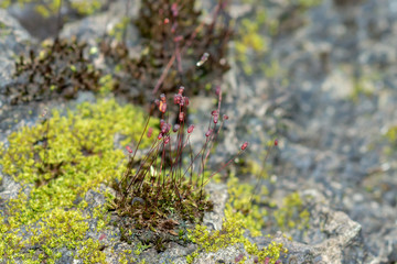 Bark and moss
