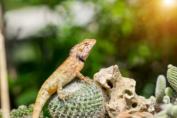 Yellow spiked small lizard sitting on a cactus and watching.