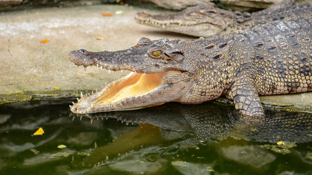 Freshwater crocodile, Siamese crocodile (Crocodylus siamensis).