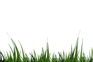 Fototapeta premium Fresh green grass isolated on white background