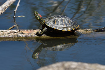 Obraz premium Turltes and their reflections in water