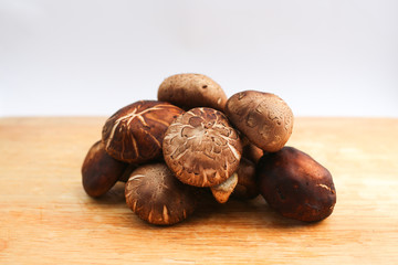 Fototapeta premium Shiitake mushroom