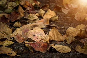 dry leaves in the summer.