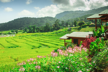 Fototapeta na wymiar Views of rice terraces at Ban Pa Bong Piang. Chiang Mai, Thailand