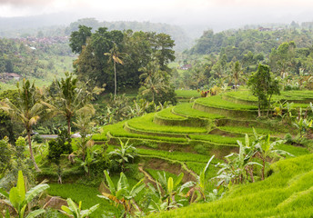 Jatiluwih Rice Terraces