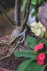 closeup roots of Desert Rose on flow pot(toned picture, selective focus)