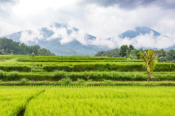 Fototapeta premium Jatiluwih Rice Terraces