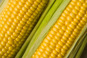 The seeds  fruit of the corn closeup.