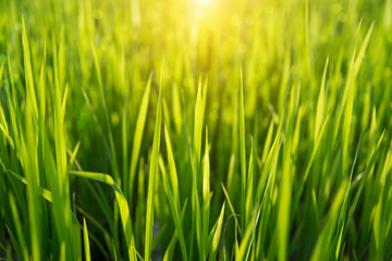 Obraz premium rice plant in rice field