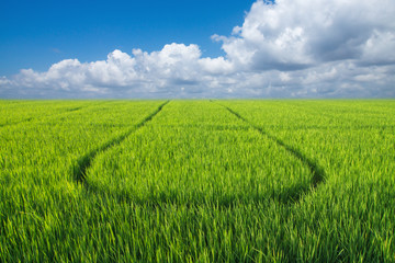 rice plant in rice field