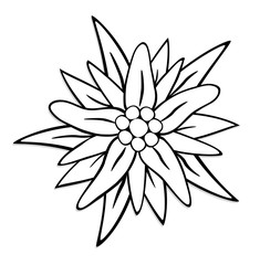 Alpen-Edelwei&szlig;, Edelwei&szlig;, Edelweiss