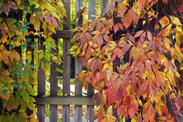 wooden gate covered by autumnal leaves © acrogame