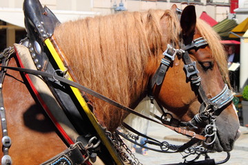 Horse and carriage