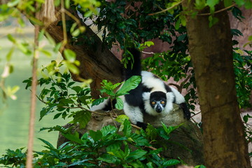 Lemur