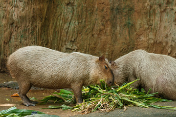capybara ,capybara of zoo Thailand.