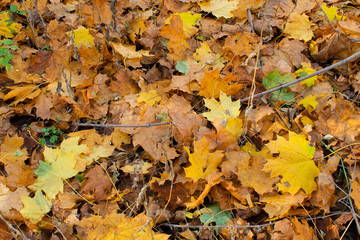 Background of fallen dry leaves