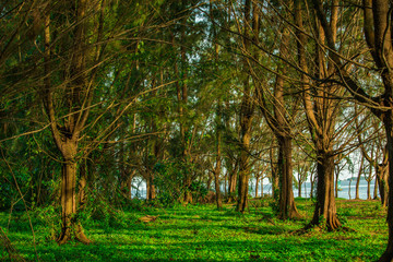 Palm trees by the ocean