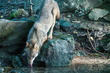 A thirsty wolf drinking from a pond