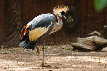 Bird,Grey crowned crane(Balearica regulorum)